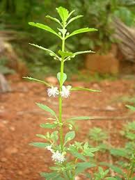 Image result for Scoparia dulcis