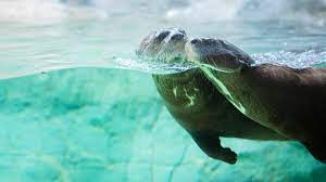 Houston Zoo Tickets Prices Discounts Free Days Hours Zoo Map