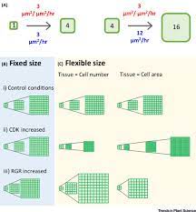 What is its actual (real size) in μm? Double Or Nothing Cell Division And Cell Size Control Trends In Plant Science