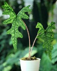 Very narrow foliage with a blue to green coloration in a odd pattern giving it the name reticulata. 46 Ide Plants Di 2021 Tanaman Tanaman Hias Daun Kebun