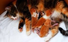 Disi Kedi Kizginlik Donemi Davranislari Ve Doguma Hazirlik Wikiloji