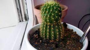 They are the plant's primary water reservoir. Cactus Growing Back Youtube