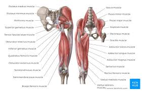 Oppo… toward the midline of the body; Lower Extremity Anatomy Bones Muscles Nerves Vessels Kenhub