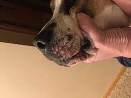 My Dog Has This Rash By Her Mouth And Under Her Chin And It Continues To Spread Is This A Hotspot How Do I Get This Cleared Up Petcoach