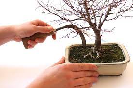The idea is to encourage the small feeder roots. Repotting Bonsai How To Repot Your Tree Bonsai Empire