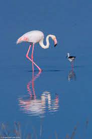 Kenya S Incredible Lake Nakuru Travel Blog Theplanetd Flamingo Photo Parrots Art Nakuru