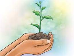 See more of tree plantation on facebook. Intensive Tree Plantation Drive In Bhagalpur Patna News Times Of India
