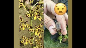 Image result for Ansellia africana