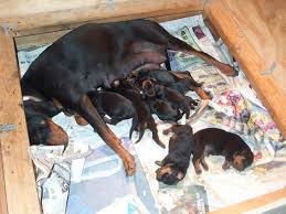 Black And Tan Coonhound Australian Shepherd Mix The Domestic Dog Black And Tan Coonhound Welcome To Kosnik On The Web Black And Tan Coonhound Litter10d Australian Shepherd Big Year Old American English Dog Br