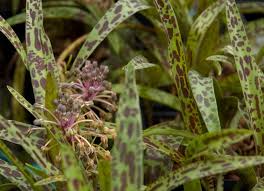 Image result for Ledebouria Unidentified sp. no6.