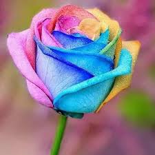 100pcs Bag Rare Mixed Colors Rose Seeds Rainbow Rose Seeds Bonsai Flower Seeds Black Rose Balcony Plant For Home Garden Supplies Cicek Guller Ve Cicek Bahcesi