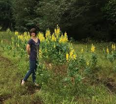 Image result for Crotalaria