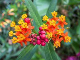 All About Milkweed