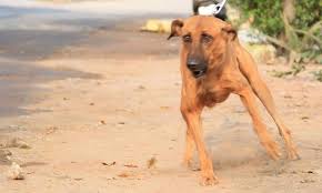 Kombai Dogs Home Facebook Последние твиты от kombai dog rambo (@kombaidogrambo). kombai dogs home facebook