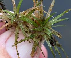 Image result for Eriocaulon elegantulum