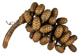 Image result for Raphia rostrata