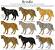 Dog Hair Loss Allergy