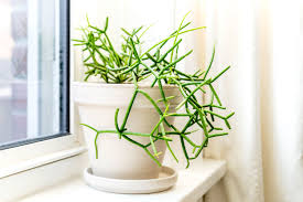 Image result for Rhipsalis baccifera