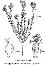 Image result for Cressa