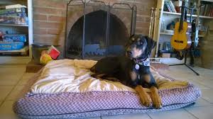 Instead of one hour group classes that are often ineffective, our dog boot camp allows our experienced trainers help hundreds of dogs every year—each exhibiting different personalities and traits. Dog Board And Train Wonder Dog Training