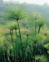 Image result for Cyperus kirkii