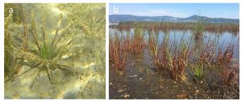 Image result for Isoetaceae