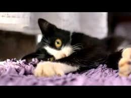 Gambar sketsa kucing hitam putih. Hitam Putih Itu Kucing Youtube