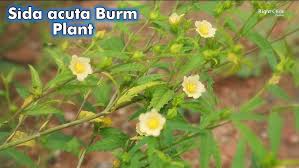 Image result for Sida acuta