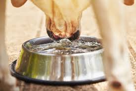 Hydration 5 Great Water Bowls For Pets Oakland Veterinary Referral Services