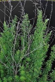 Image result for Sericorema sericea