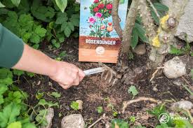 4.1 warum sollte man rosen düngen? Rosen Dungen Wann Wie Womit Plantura