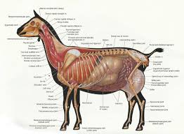 I Hope This Will Be Of Some Help To Yall I Love Anatomy Books And I Have This Really Great One On Large Animals I Large Animal Vet Large Animals Goats