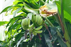 Image result for Musaceae