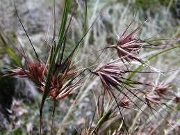 Image result for Themeda