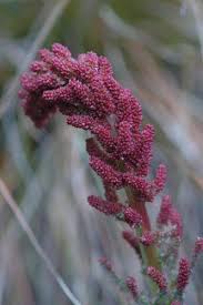 Image result for Gunnera perpensa