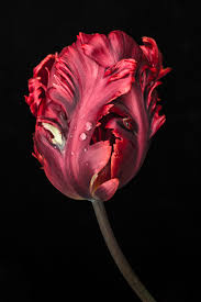 Последние твиты от tammy flowers (@tammyflowers). Flowers Portfolio Tammy Marlar