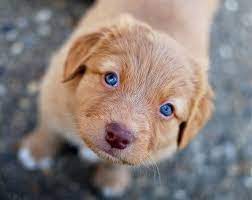 Blue Eyes A Toller Puppy Baby Dogs Baby Animals Cute Animals