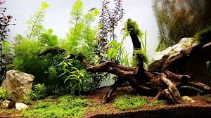 They craft these hardscape creations to perfection to exude a realistic view. Aquascape Ideas Aquascape Freshwater Tank