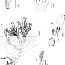 Image result for Exochaenium