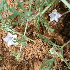 Image result for Ipomoea coptica