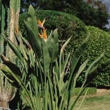 Image result for Strelitziaceae