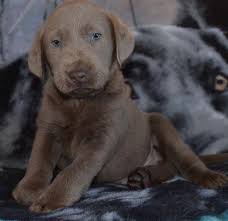 Maybe you would like to learn more about one of these? Silver Labrador Puppies For Sale California