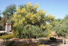 Acacia Pruinocarpaarid Zone Trees Water Wise Plants Shade Trees Desert Landscaping