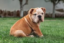 They were bred to be a healthier and lower maintenance version of the bulldog. The Victorian Bulldog How It Rights A Wrong Tindog