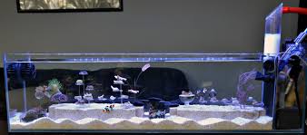 Nyos reef cement aquascaping adhesive. Aquascaping Inspiration Thread Aquascaping Forum Nano Reef Community