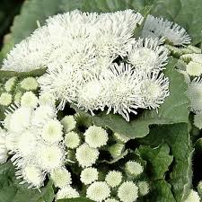 Image result for Ageratum