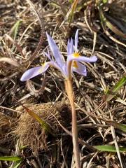 Image result for Moraea niassensis