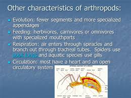 Chapter 28 Arthropods And Echinoderms What Is An Arthropod Segmented Body Segmented Body Tough Exoskeleton Of Chitin Tough Exoskeleton Of Chitin Jointed Ppt Download