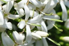 Image result for Pavetta sp. B