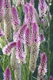 Cockscomb Flamingo Celosia Spicata Organically Grown Flower Seeds Floral Encounters Flower Seeds Celosia Flower Deer Resistant Plants